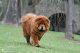 CHOW CHOW 710